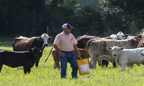 Animal-Agriculture-Is-it-Harmful-to-Human-Health