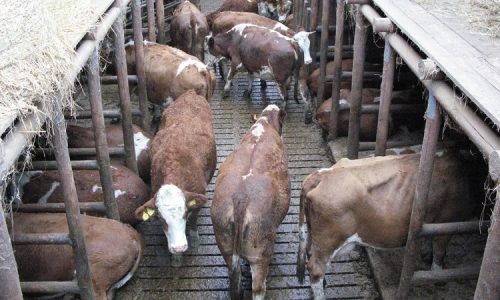 Animal-Rights-in-Agriculture-1