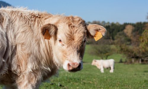 Cow6-1