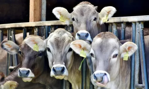 cows-in-factory-farm