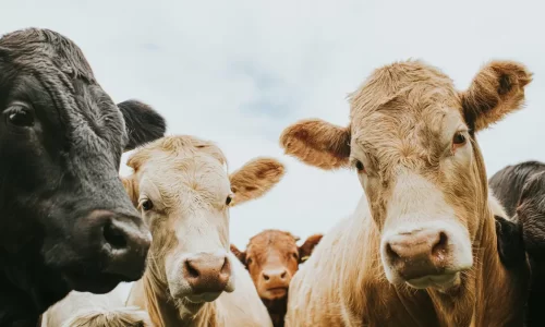 global-warming-livestock-1606322128649