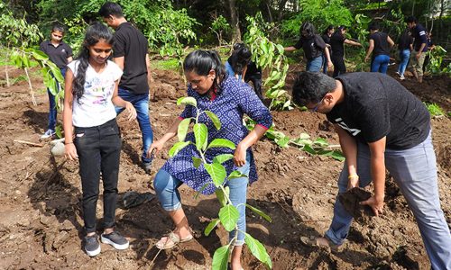 large-image-cd-tree-plantation-july-2019
